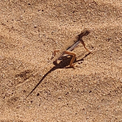 Central Asian Architecture