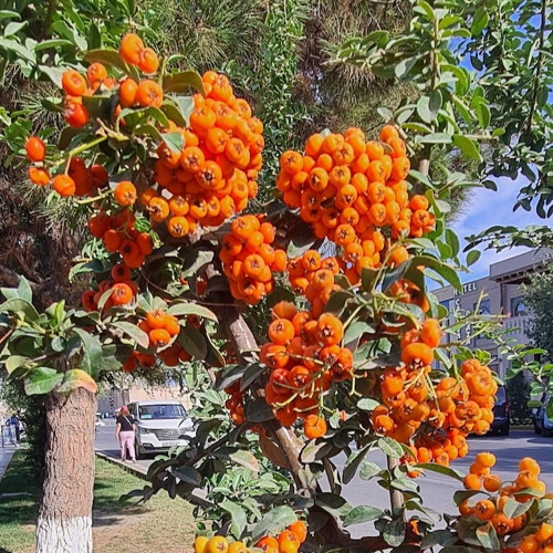 Central Asian Landscapes