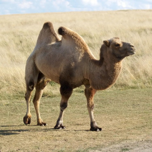 Central Asian People And Culture